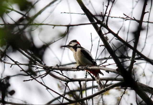 Picchio rosso maggiore